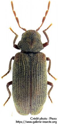 la vrillette, Anobium punctatum la vrillette, Anobium punctatum
