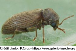 la vrillette, Anobium punctatum