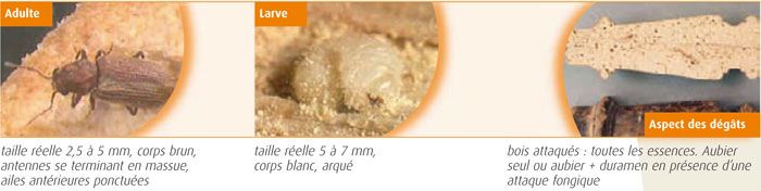 Anobium punctatum - Petite vrillette Anobium punctatum - Petite vrillette