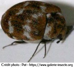 l'anthrene, Anthrenus museorum
