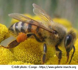 l'abeille, Apis mellifica