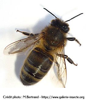 l'abeille - vue de dessus