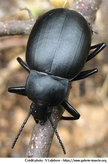 le blaps -Blaps mucronata