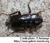 La blatte - Blatta orientalis