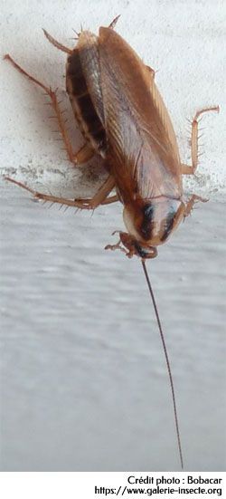 La blatte - Blattela germanica