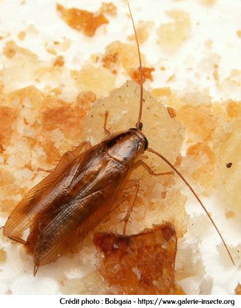 La blatte - Blattela germanica