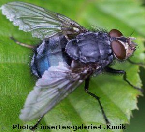 la mouche bleue Calliphora vicina