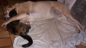 le chat porteur de puces