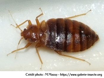 la punaise de lit - Cimex lectularius