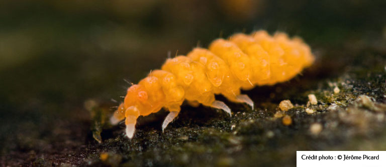 Collembole Bilobella aurantiaca