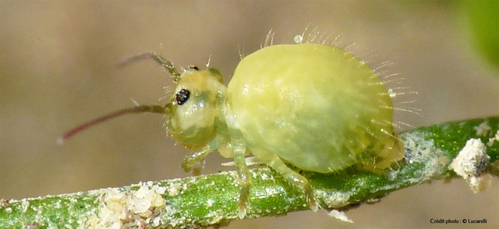 Sminthurus viridis, photographié près de Livourne, Toscane, Italie