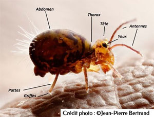 Anatomie d'une collembole de type Symphypléone