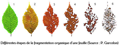 Différentes étapes de la fragmentation organique d’une feuille