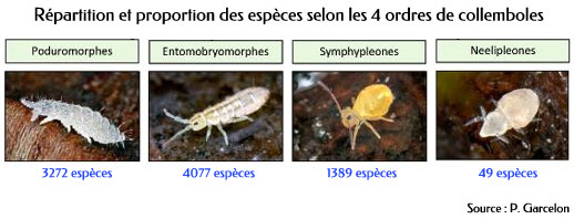 Répartition et proportion des espèces selon les 4 ordres de collemboles