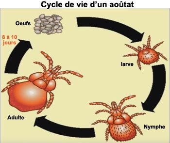 Le cycle de vie de l'aoûtat