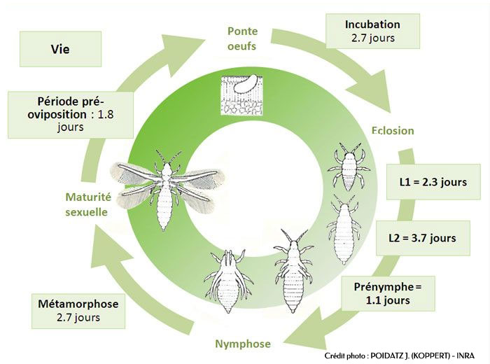 Cycle biologique du thrips (source INRA)