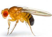 Drosophila melanogaster