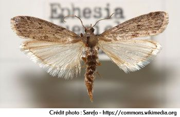 La mite alimentaire - Ephestia kuehniella La mite alimentaire - Ephestia kuehniella