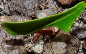 La fourmi des maisons - Lasius brunneus