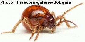 le ptine, Gibbium psylloides