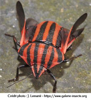 Punaise graphosoma Punaise graphosoma