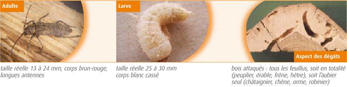 Hesperophanes cinereus - capricorne du chêne Hesperophanes cinereus - capricorne du chêne