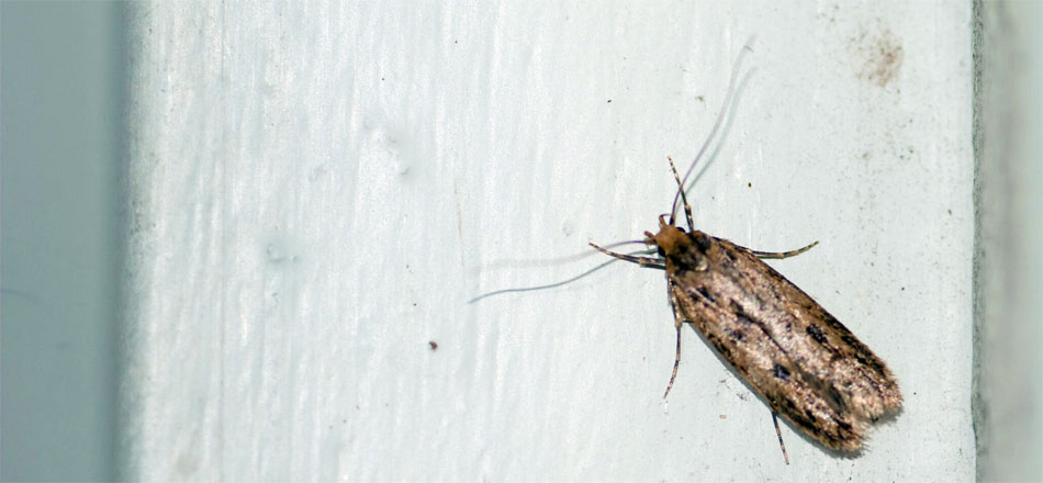 la teigne des semences - Hofmannophila pseudospretella la teigne des semences - Hofmannophila pseudospretella