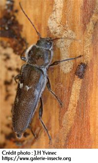 HYLOTRUPES BAJULUS - capricorne des maisons HYLOTRUPES BAJULUS - capricorne des maisons