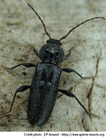 HYLOTRUPES BAJULUS - capricorne des maisons