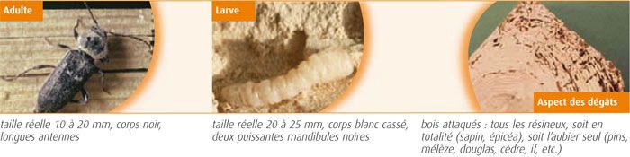 HYLOTRUPES BAJULUS - capricorne des maisons HYLOTRUPES BAJULUS - capricorne des maisons