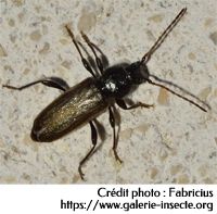 HYLOTRUPES BAJULUS - capricorne des maisons