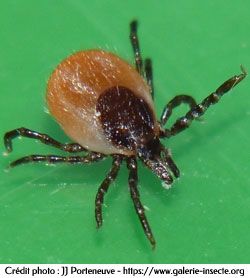 la tique, Ixodes ricinus