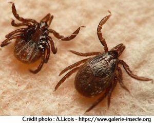 Le tique, Ixodes ricinus