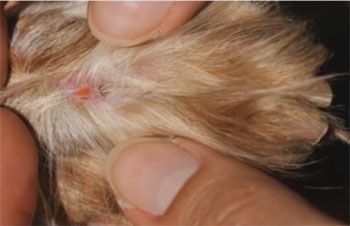Présence de larves d'aoûtats sur une patte de chien