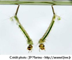 Larves de Culex sp. respirant sous la surface de l'eau Larves de Culex sp. respirant sous la surface de l'eau