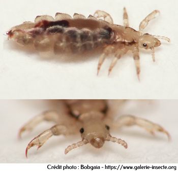 Le pou de la tête -Pediculus capitis