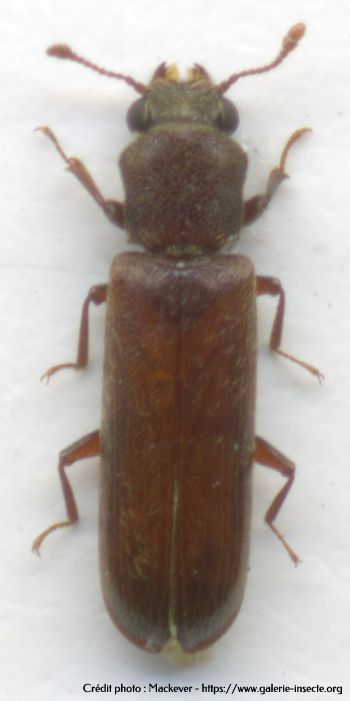le lycte brun - Lyctus brunneus