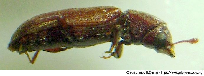 le lycte brun - Lyctus brunneus le lycte brun - Lyctus brunneus