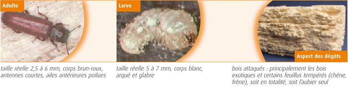 Lyctus brunneus - Lycte brun Lyctus brunneus - Lycte brun