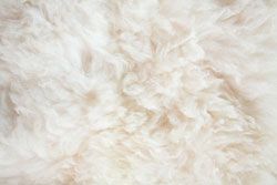 La mite des vêtements et la laine de mouton