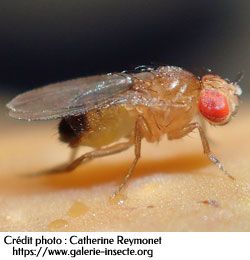 Drosophila melanogaster