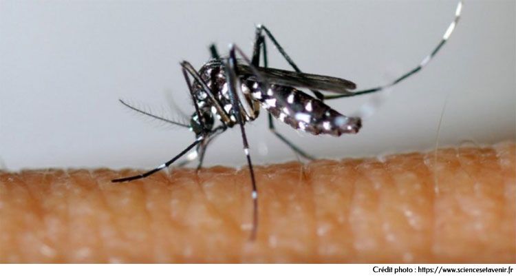 Le moustique tigre Aedes albopictus - Dengue, Chikungunya, Zika Le moustique tigre Aedes albopictus - Dengue, Chikungunya, Zika