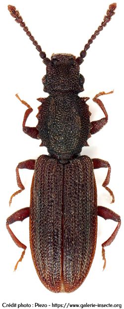 Le silvain - Oryzaephilus surinamensis