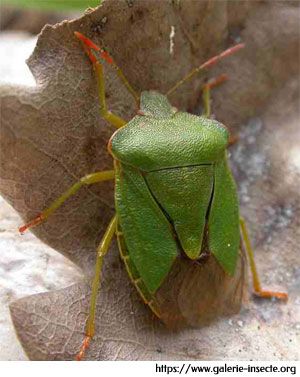 la punaise des bois - Palomena prasina