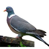 le pou rouge attaque le pigeon
