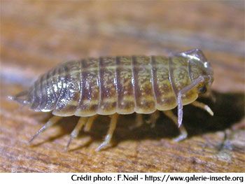 le cloporte - Porcellio scaber