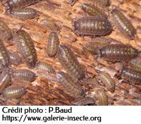 le cloporte - Porcellio duboscqui