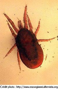 Le pou rouge - Dermanyssus Gallinae