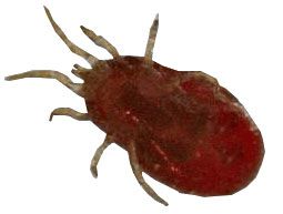 Le pou rouge - Dermanyssus Gallinae