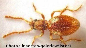 le ptine, Ptinus fur